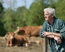 retired man looking at cattle